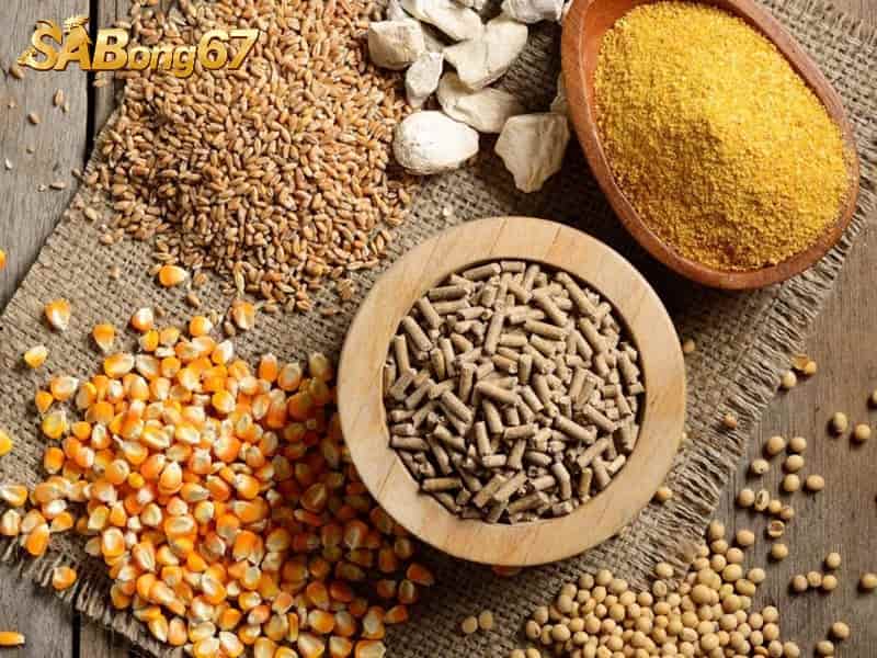 Cách Chọn Gà Đá Cựa Sắt Hay Chỉ Bằng Cái Nhìn Đầu Tiên Dinh dưỡng là yếu tố quan trọng trong ép ký gà đá