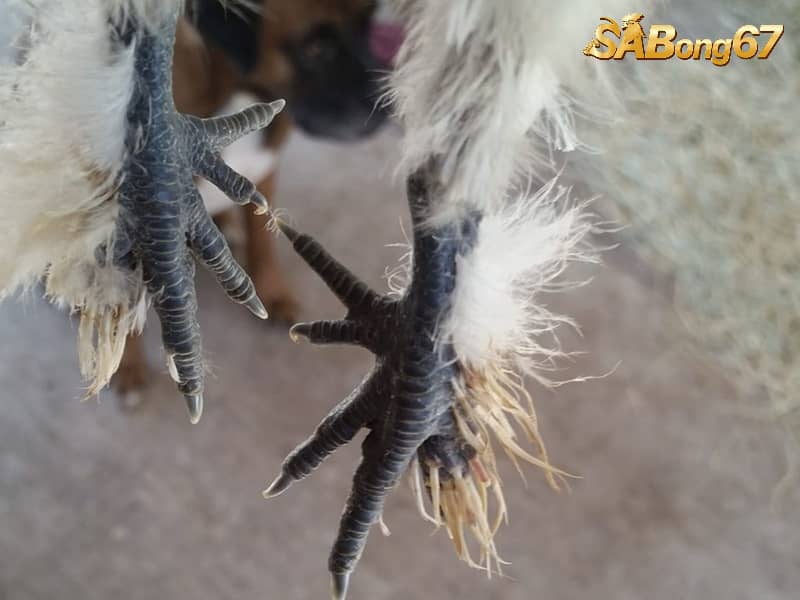 Gà Chân Lông Vảy Loạn Gà Chân Lông Vảy Loạn