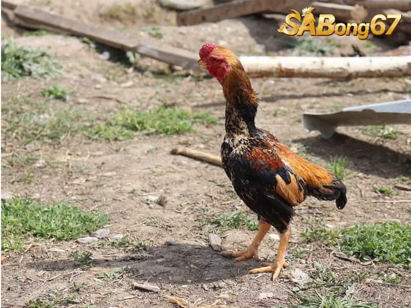 Tất Tần Tật Về Gà Shamo - Gà Chọi Nhật Bản Cực Hiếu Chiến Gà chiến Shamo khá thiện chiến và thông minh