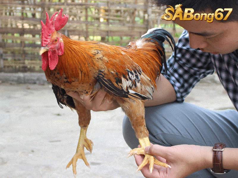 Giới Thiệu Gà Chín Cựa - Giống Gà Giúp Nông Dân Thu Lãi To Gà chín cựa có ngoại hình rất đẹp