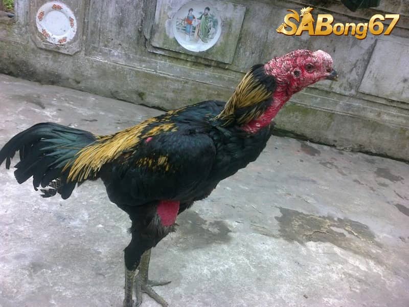 Công Thức Trộn Ngũ Cốc Cho Gà Và Những Điều Cần Lưu Ý Gà trước khi đá 1 - 3 tháng cần chế độ dinh dưỡng riêng