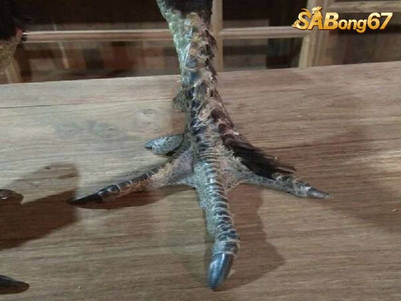Vảy chân độc đáo ở gà chân lông vảy loạn Vảy chân độc đáo ở gà chân lông vảy loạn