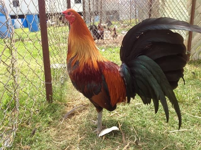 Gà Wingate Gà Wingate