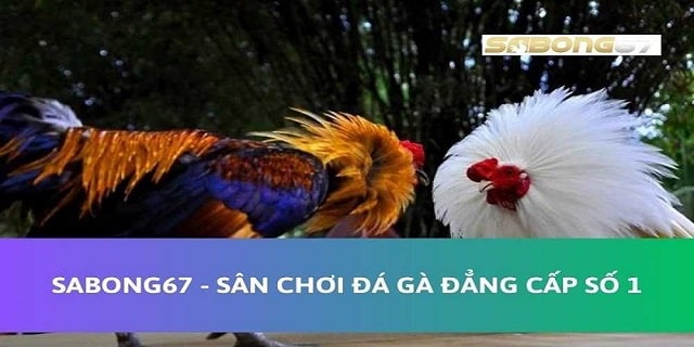 SABONG67 tuyển dụng vị trí video editor SABONG67 tuyển dụng vị trí video editor