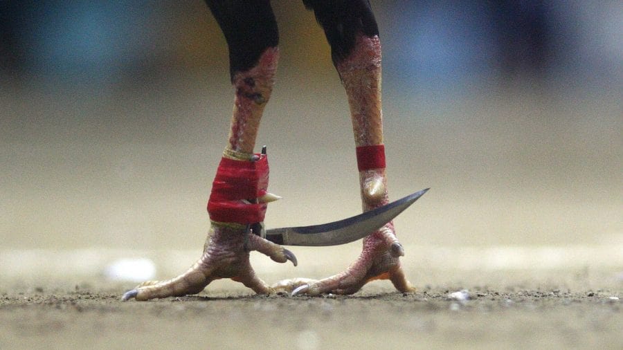 Dùng cựa gà nhân tạo sẽ tăng khả năng sát thương cho gà chiến Dùng cựa gà nhân tạo sẽ tăng khả năng sát thương cho gà chiến