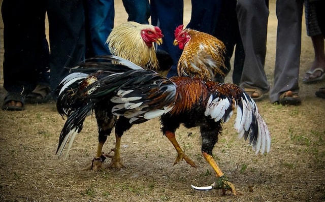 Nguồn gốc của gà chọi Việt Nam mà sư kê nhất định phải biết Nguồn gốc của gà chọi Việt Nam mà sư kê nhất định phải biết