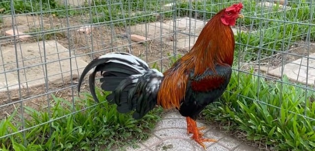 Giống gà Bắc Sông Kôn đất võ nổi bật tại miền Trung Giống gà Bắc Sông Kôn đất võ nổi bật tại miền Trung