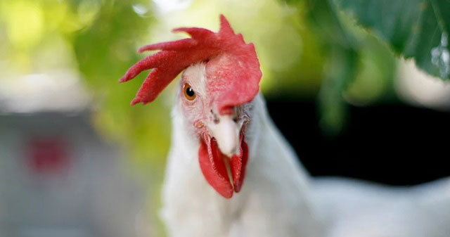 Mào đổ trông khá đẹp nhưng không phù hợp với những chú gà chiến Mào đổ trông khá đẹp nhưng không phù hợp với những chú gà chiến