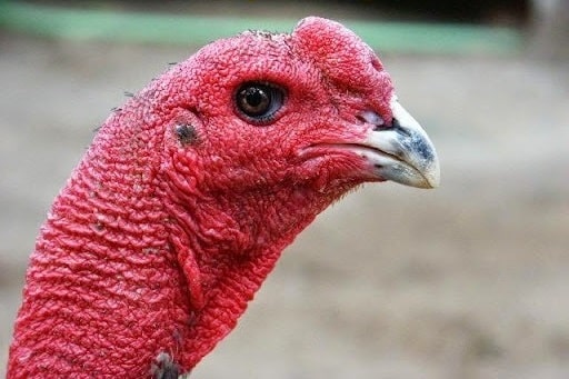 Mào hộp Mào hộp