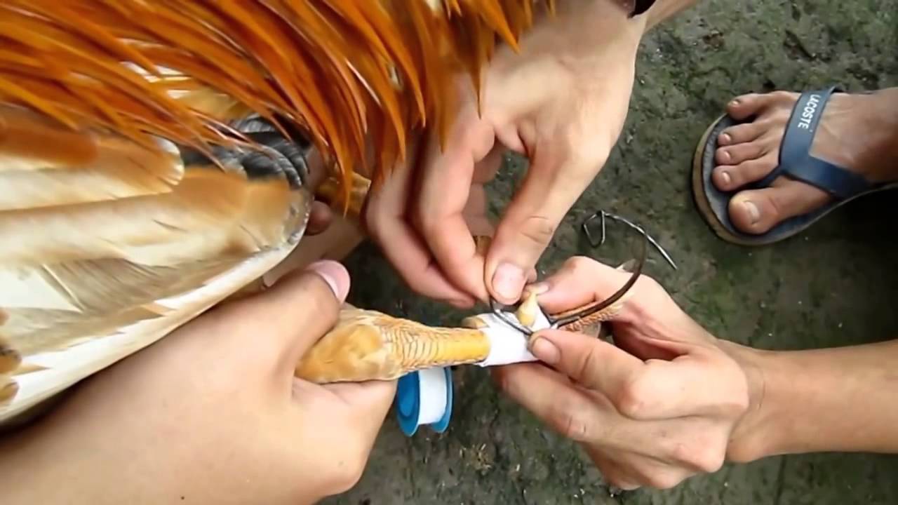 Sư kê nên học cách băng cựa gà chuẩn Sư kê nên học cách băng cựa gà chuẩn