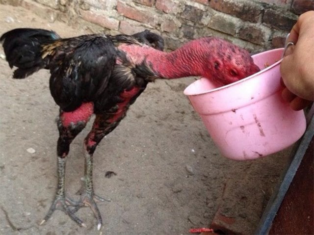 Lượng thức ăn phù hợp cho gà chọi Lượng thức ăn phù hợp cho gà chọi