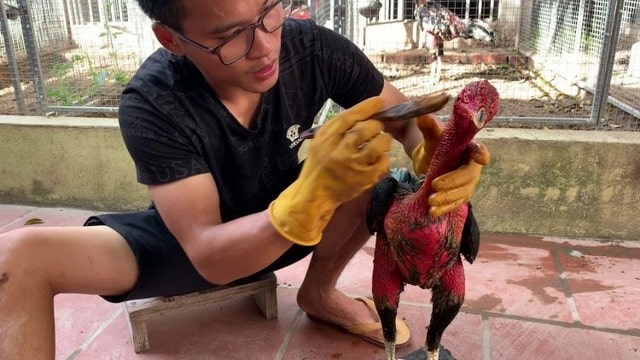 Thực hiện vào nghệ cho gà chọi Thực hiện vào nghệ cho gà chọi