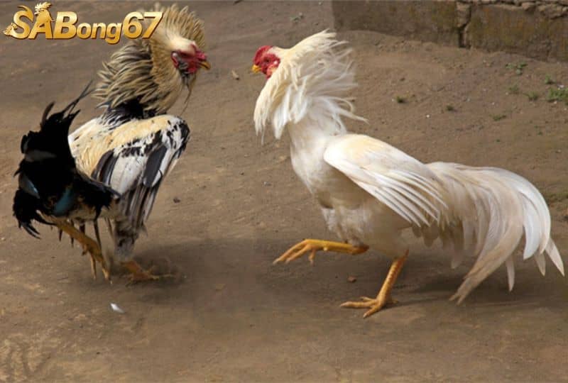 Đảm bảo sức khỏe và sự phục hồi của gà sau khi thi đấu Đảm bảo sức khỏe và sự phục hồi của gà sau khi thi đấu