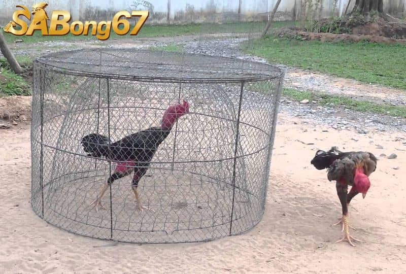 Tập luyện thường xuyên để tăng cường sức mạnh và hồi phục thể lực Tập luyện thường xuyên để tăng cường sức mạnh và hồi phục thể lực